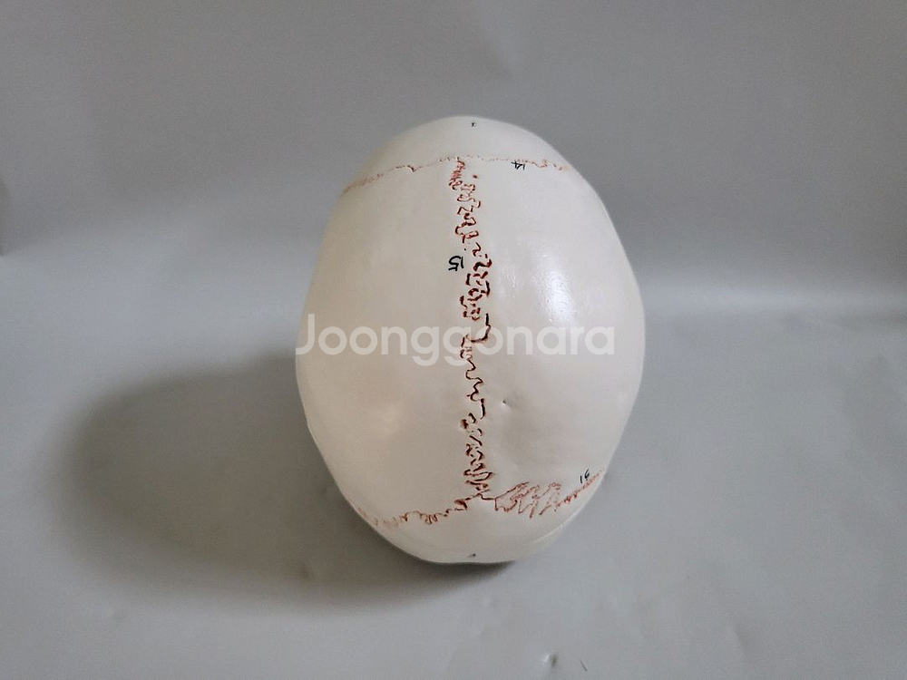 실물. 크기 두개골. 인체 모형 새제품--4