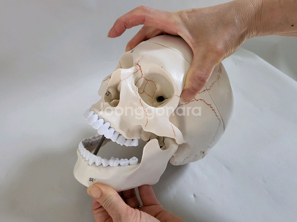 실물. 크기 두개골. 인체 모형 새제품--1