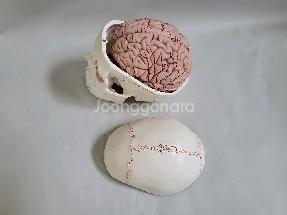 실물. 크기 두개골. 인체 모형 새제품--3