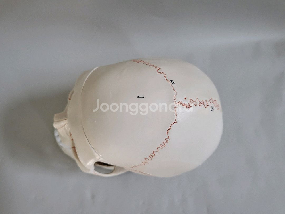 실물. 크기 두개골. 인체 모형 새제품--5