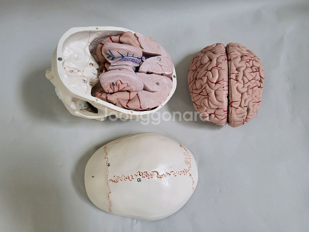 실물. 크기 두개골. 인체 모형 새제품--2