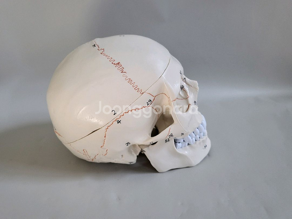 실물. 크기 두개골. 인체 모형 새제품--7