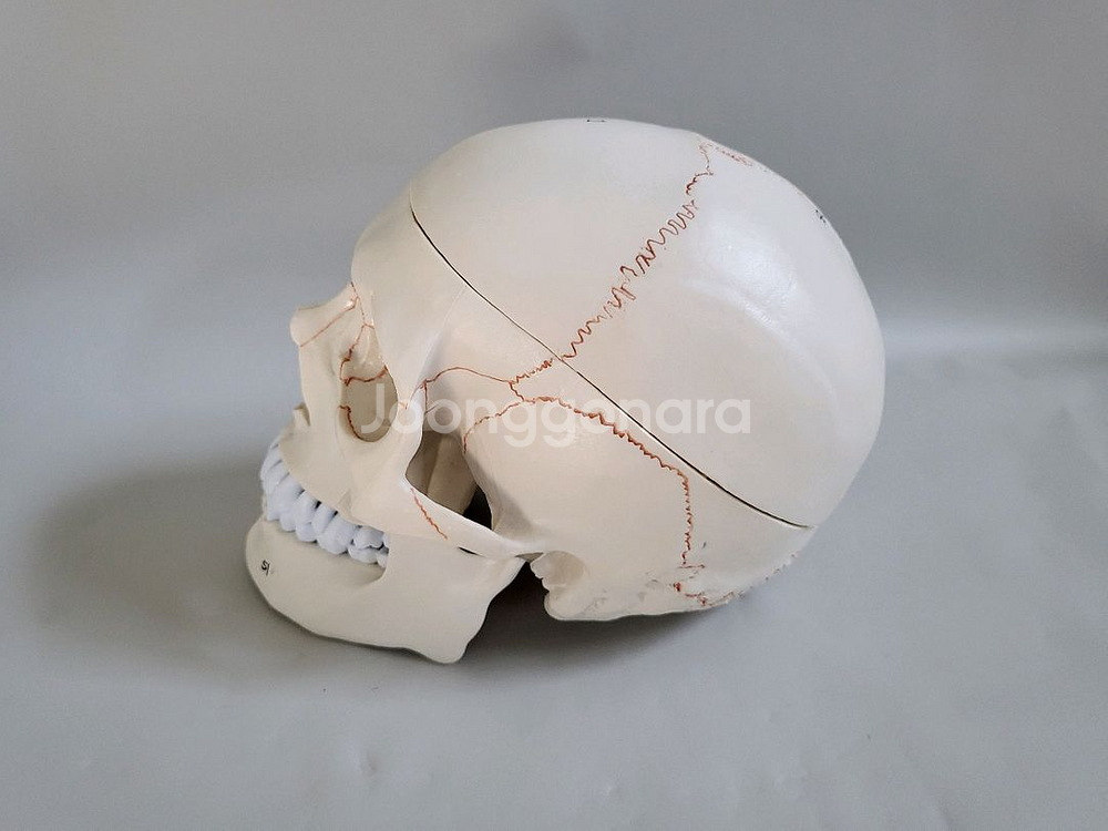 실물. 크기 두개골. 인체 모형 새제품--6