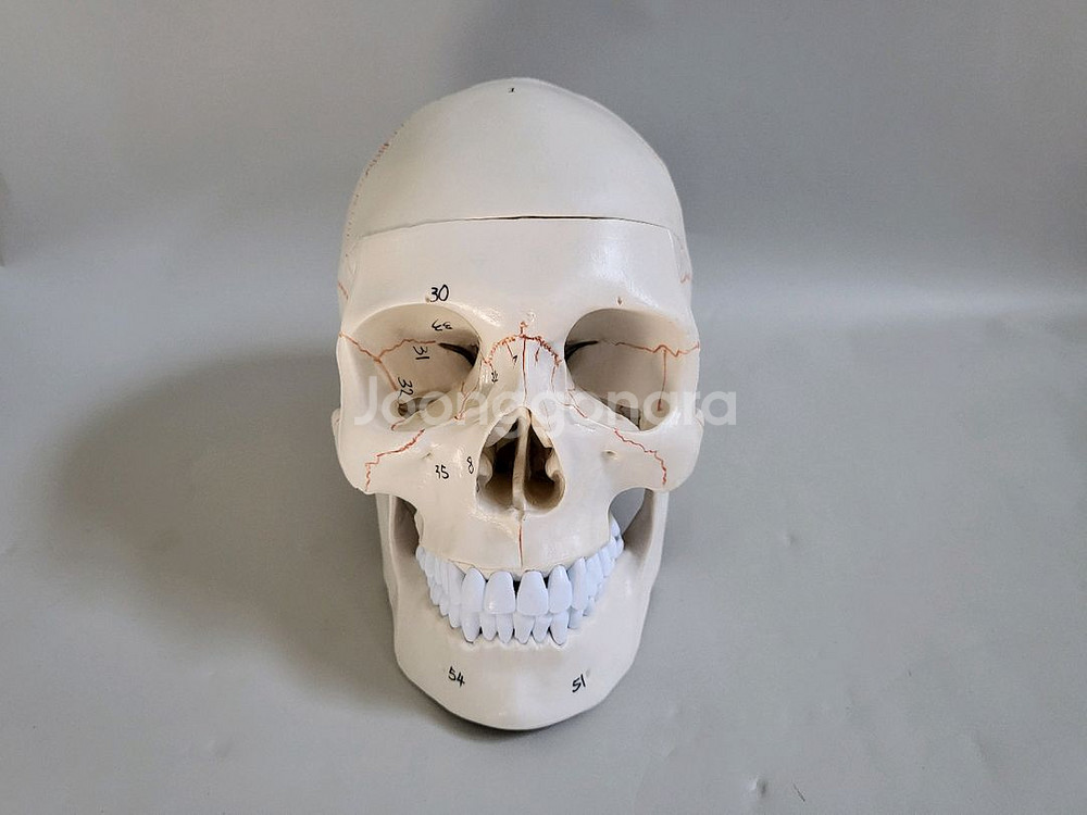 실물. 크기 두개골. 인체 모형 새제품--8