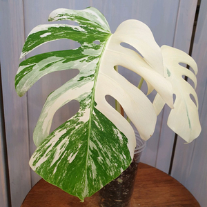 #탑2장 #잎24cm ~ 몬스테라 알보 바리에가타