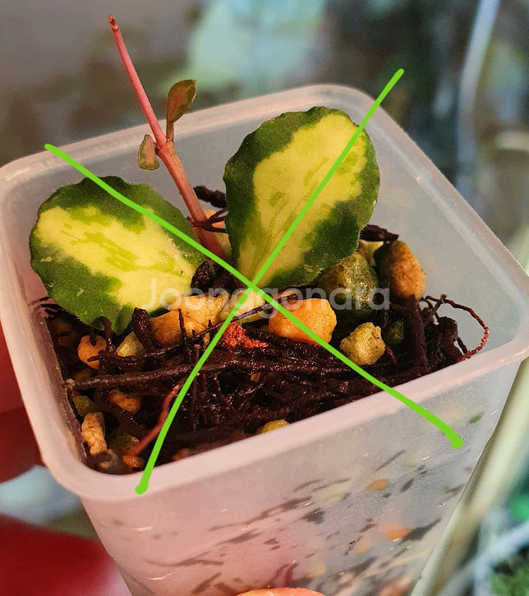 호야 칸야쿠 마리아나 바리에가타--1