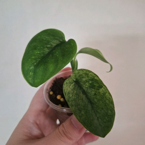 스킨답서스 크림뷜레