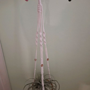 틸란드시아 세로그라피카 행잉걸이포함