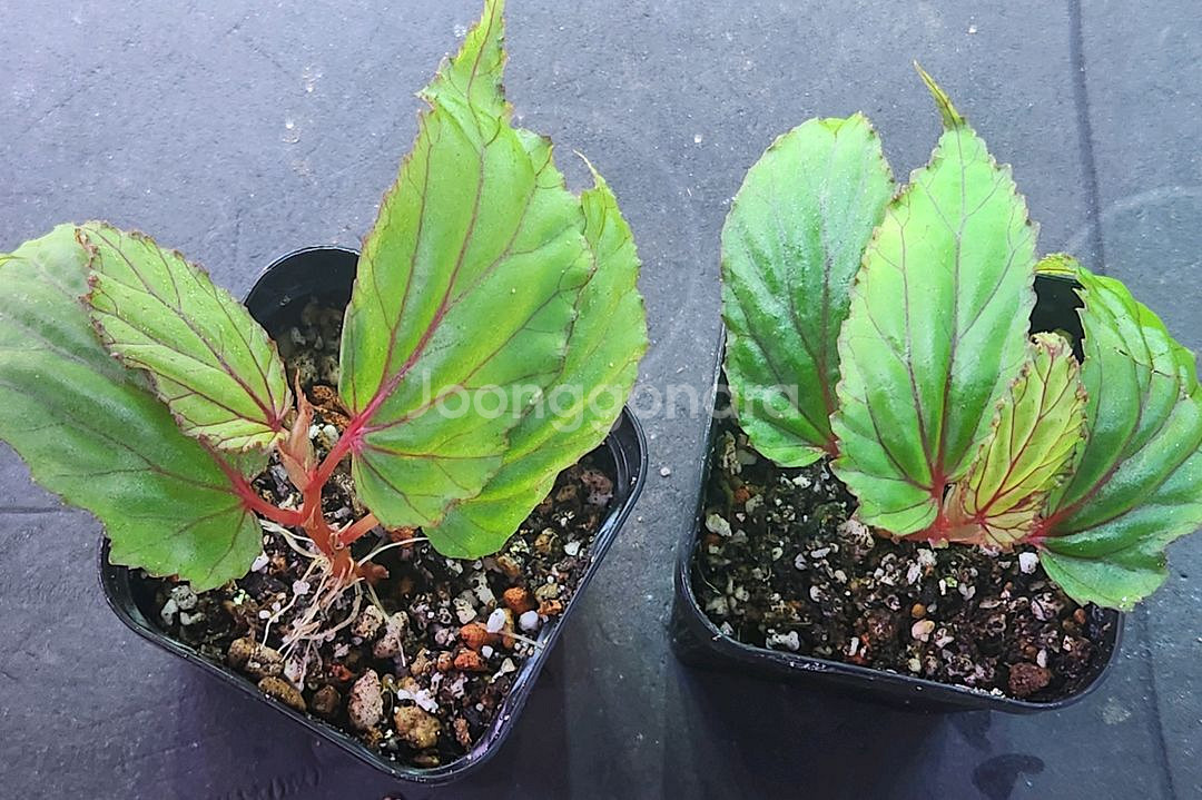 베고니아 워레이 ( wrayi)--0