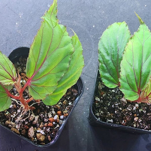 베고니아 워레이 ( wrayi)