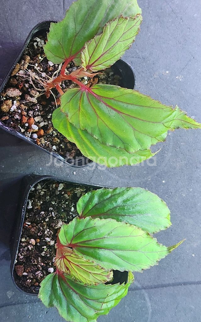 베고니아 워레이 ( wrayi)--1