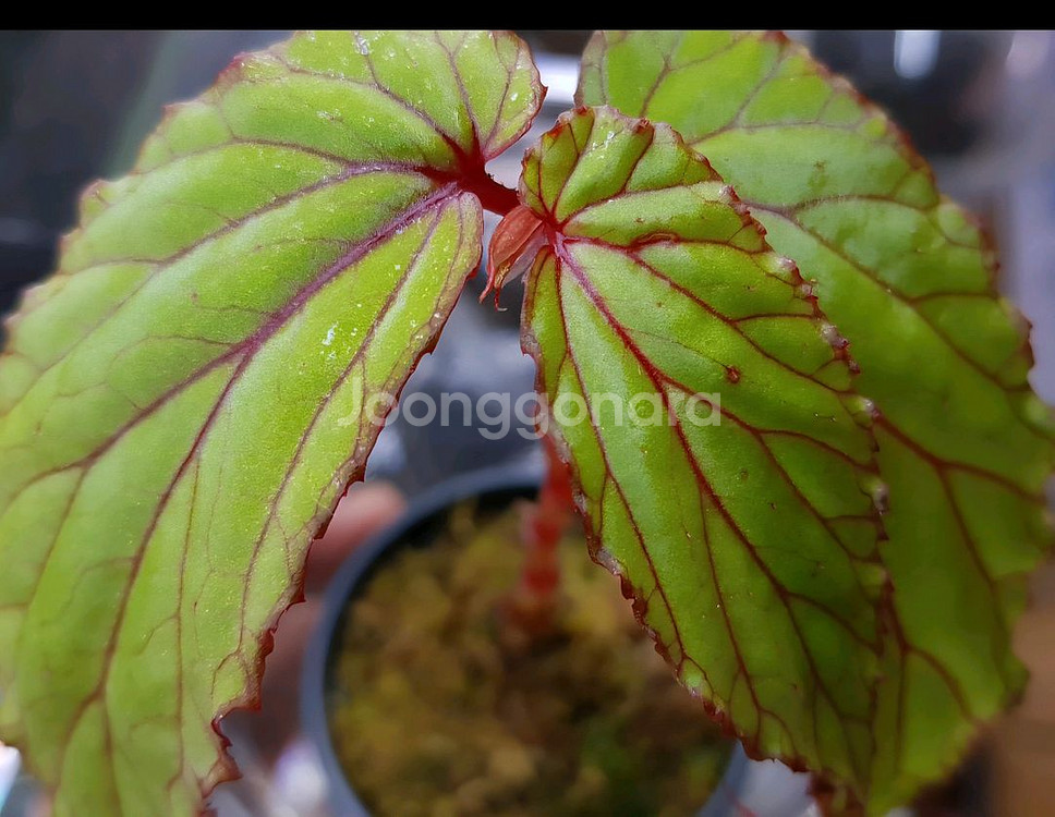 베고니아 워레이 ( wrayi)--3