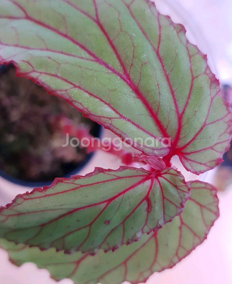 베고니아 워레이 ( wrayi)--2