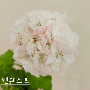 낸웨스트 제라늄