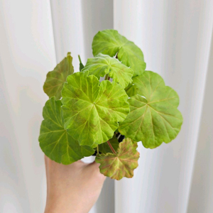 로즈버드핑크램블러 제라늄