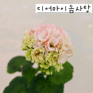 디어마이솜사탕 제라늄