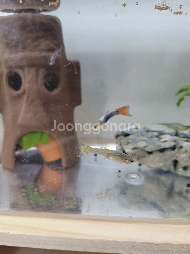 구피--2