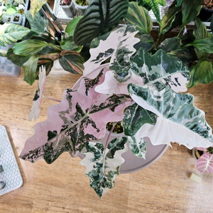 알로카시아 푸세이도 산데리아나 화이트핑크바리에가타