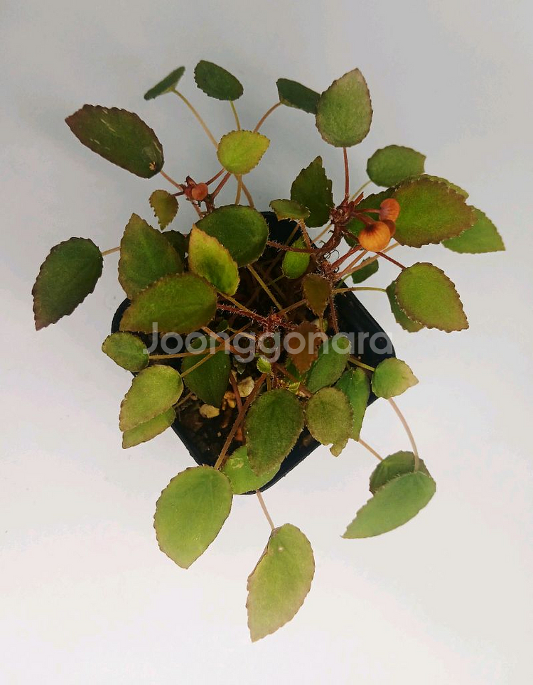 베고니아 완켈코웨이니--0