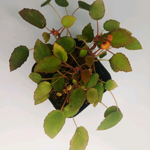 베고니아 완켈코웨이니