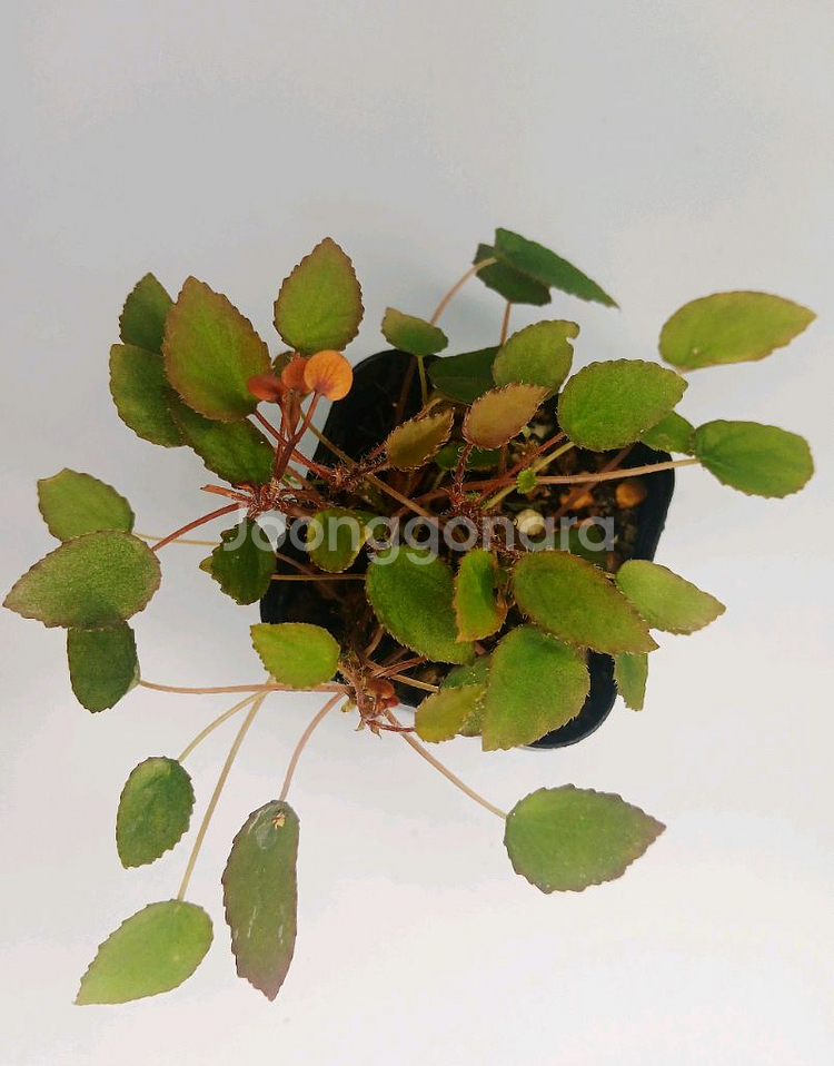 베고니아 완켈코웨이니--1