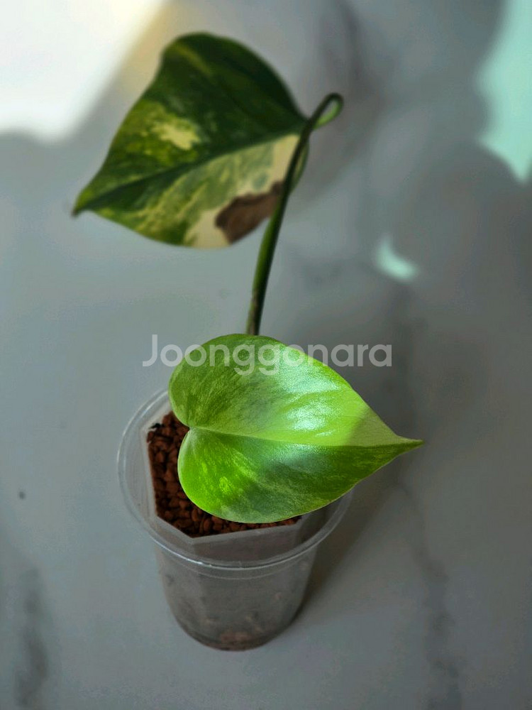 옐로우몬스테라 보르시지아나 b1--0