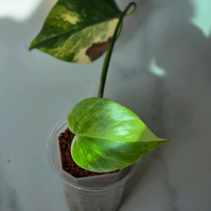 옐로우몬스테라 보르시지아나 b1