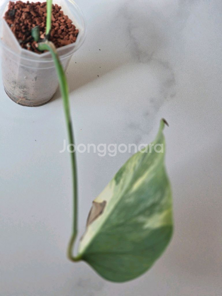 옐로우몬스테라 보르시지아나 b1--3