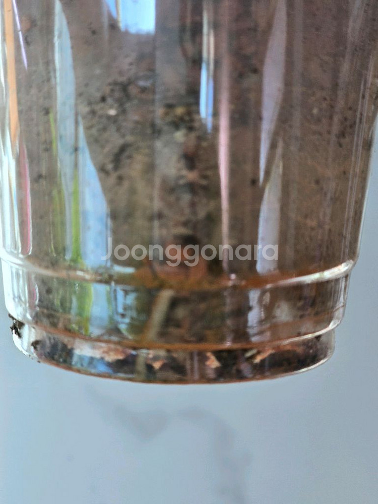 옐로우몬스테라 보르시지아나 b1--4