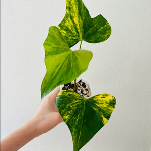 안스리움 피테로닥틸 바리에가타