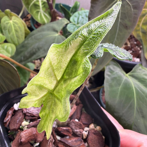 알로카시아 미스틱 바리에가타