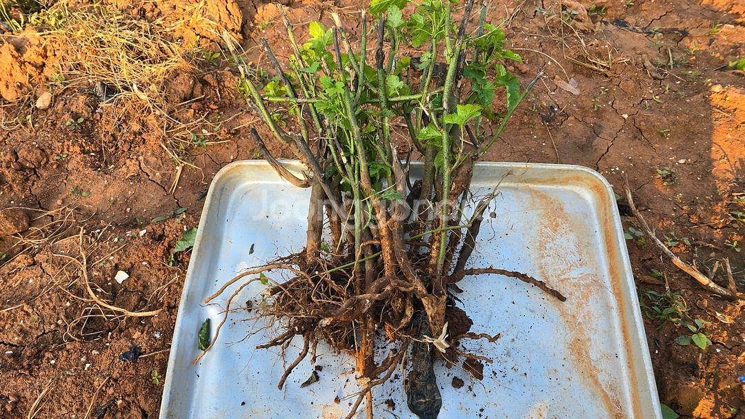 산딸기 모종 10주 3만원--0