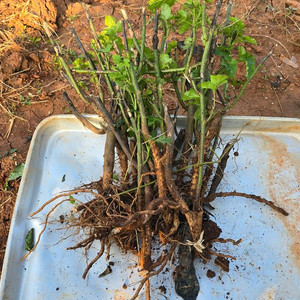 산딸기 모종 10주 3만원