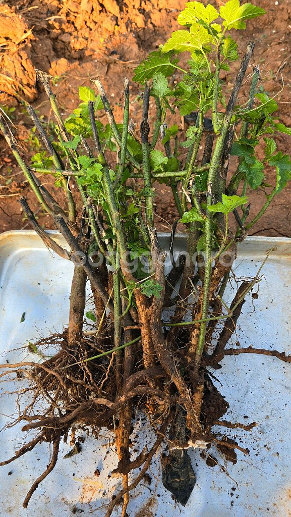 산딸기 모종 10주 3만원--2