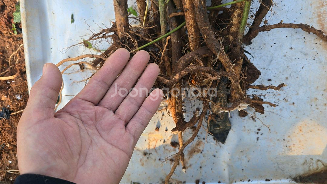 산딸기 모종 10주 3만원--1