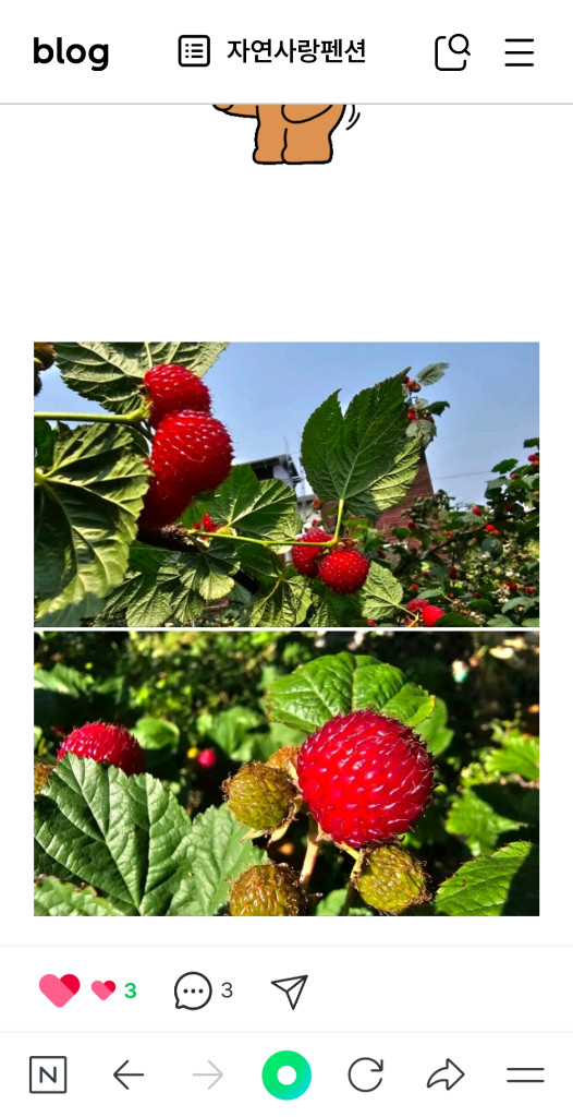 산딸기 모종 10주 3만원 이미지