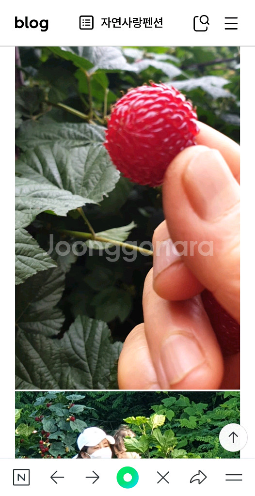 산딸기 모종 10주 3만원--5