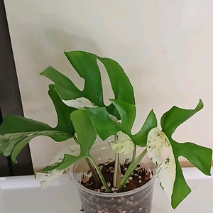 마블(설린)히메 몬스테라