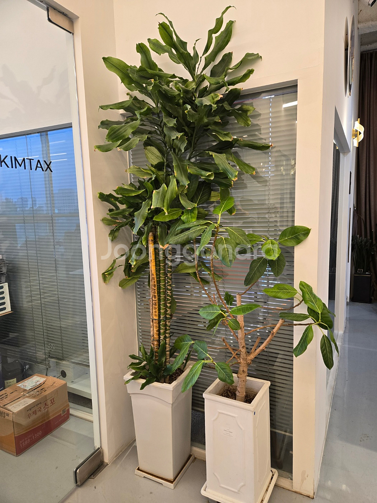 *사무실 화분 30개 한번에 모두 가져가실분--0