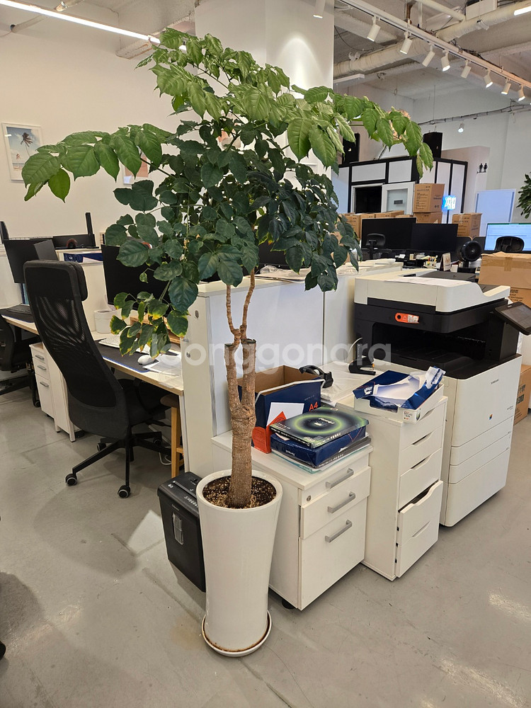 *사무실 화분 30개 한번에 모두 가져가실분--1