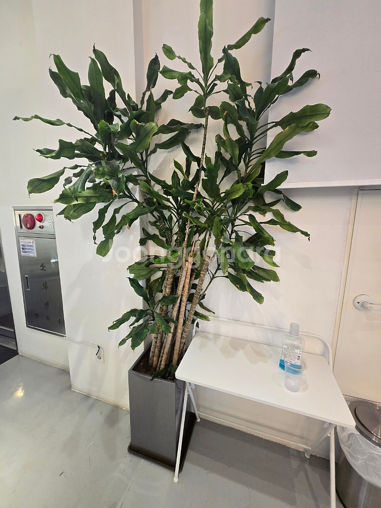 *사무실 화분 30개 한번에 모두 가져가실분--3