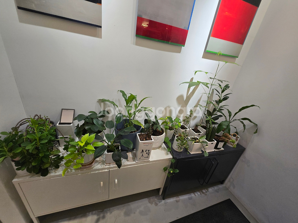 *사무실 화분 30개 한번에 모두 가져가실분--4
