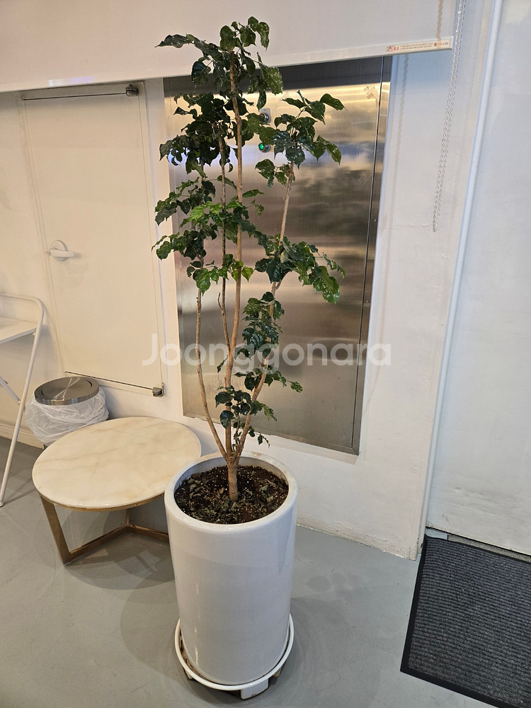 *사무실 화분 30개 한번에 모두 가져가실분--2