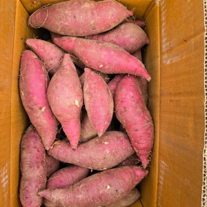 이천 햇밤고구마 한박스10~12kg 택배포함