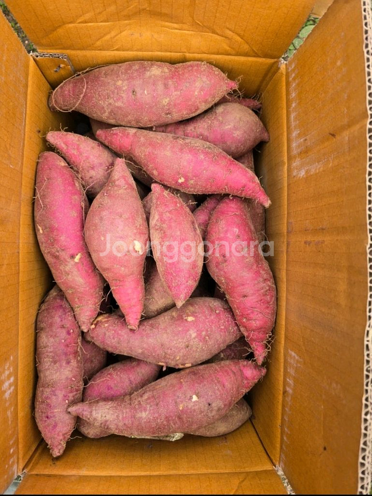 이천 햇밤고구마 한박스 10~12kg 택배포함--0