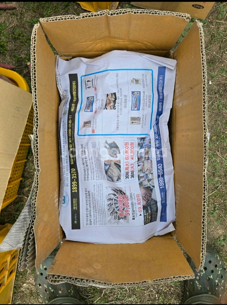 이천 햇밤고구마 한박스 10~12kg 택배포함--1