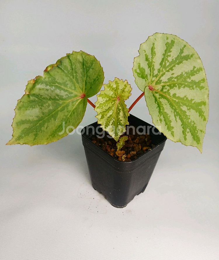 베고니아 테무육--0