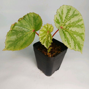 베고니아 테무육