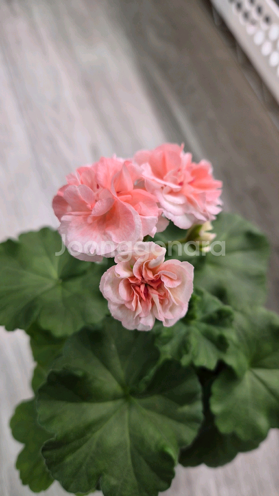 제라늄. 피치어벤츄리--0