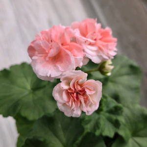 제라늄. 피치어벤츄리